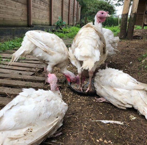 Антибиотик для индюков