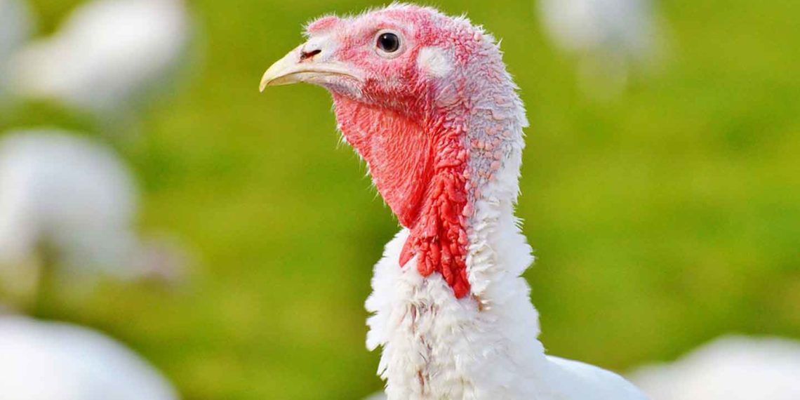 Гуси или индюки?