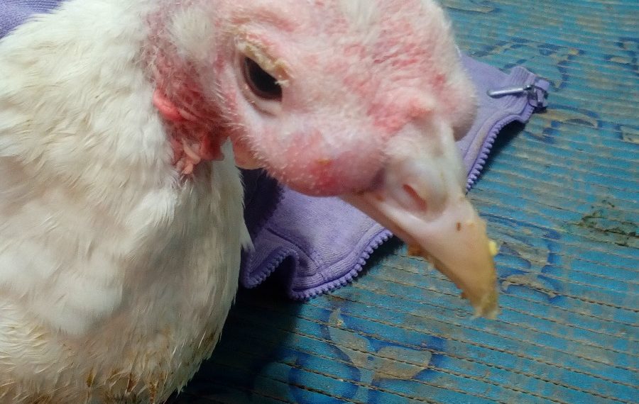 Лечение синусита у индюков