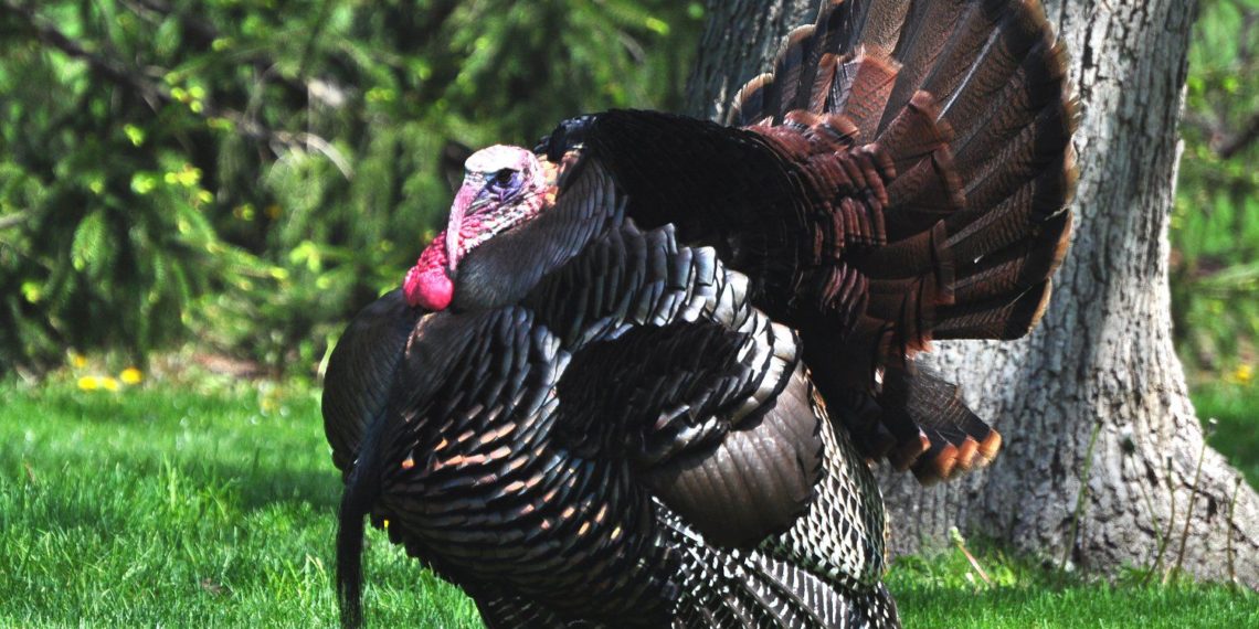 Дикий индюк