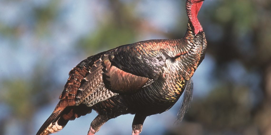 Дикий индюк