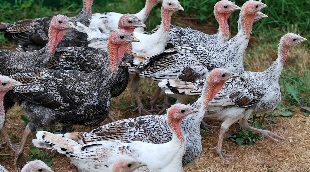 Почему дохнут индюки?