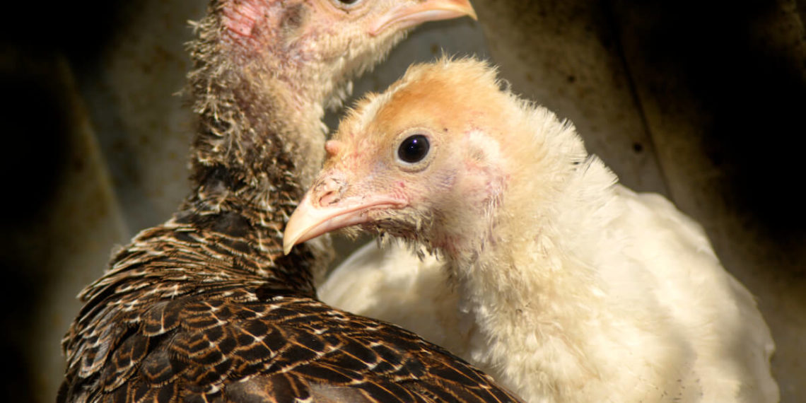 Уход за индюшатами