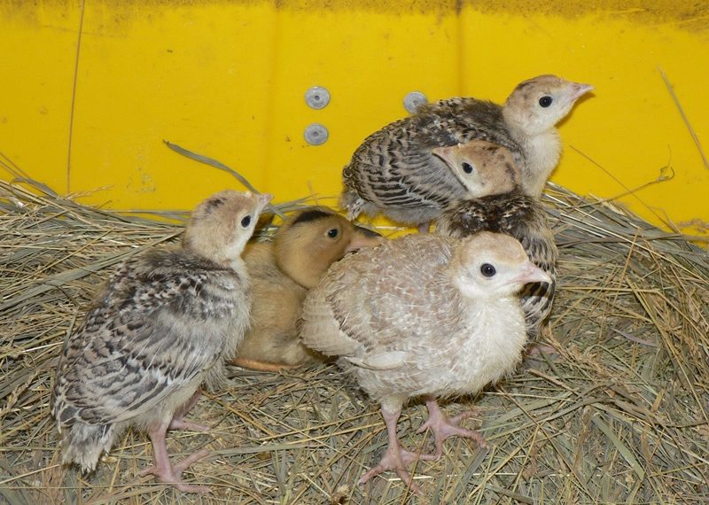 Уход за индюшатами