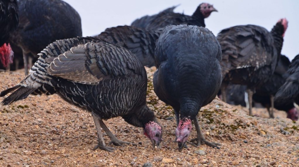 Индюки едят землю
