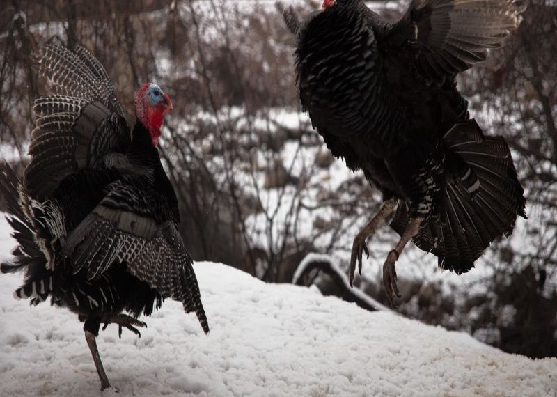 Что делать, если индюки дерутся между собой?