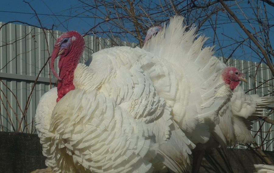 Индюки московские широкогрудые