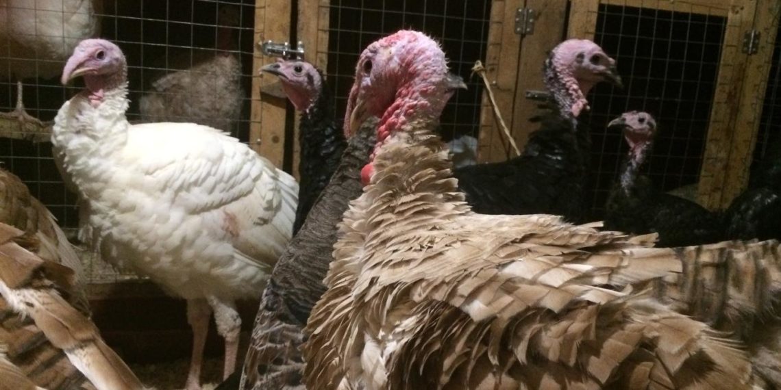 Как выбрать индюка на племя?