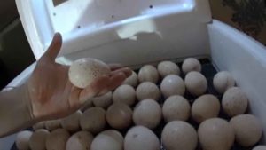 Инкубация яиц индейки