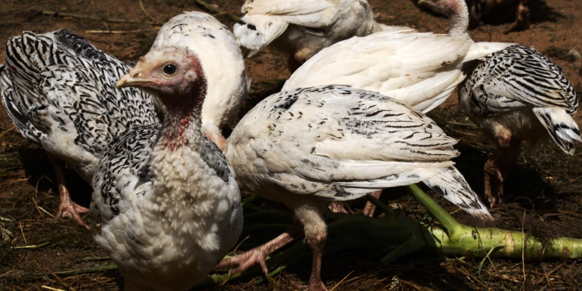 Кокцидиоз у индюков