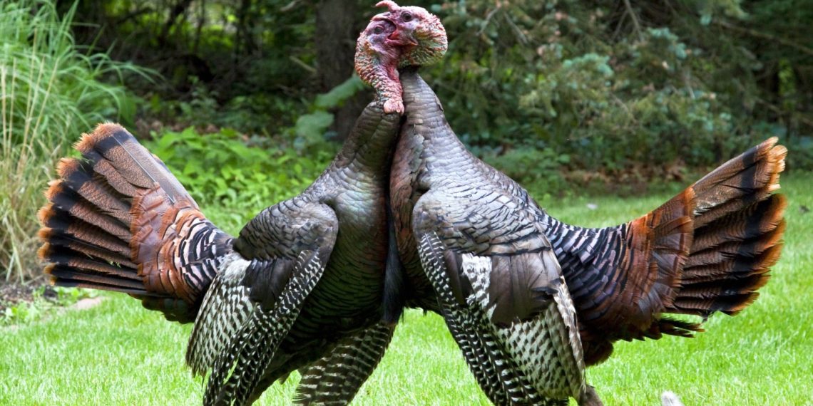 Что делать, если индюки дерутся между собой?