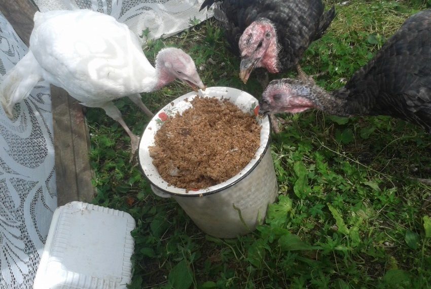 Рацион индюков в домашних условиях