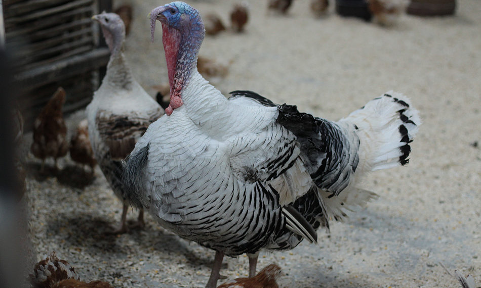 Почему индюки едят перья?