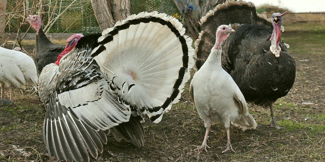 Микоплазмоз у индюков