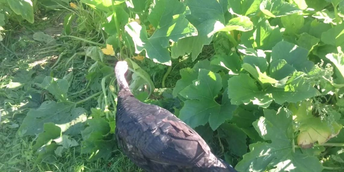 Можно ли давать индюкам кабачки?