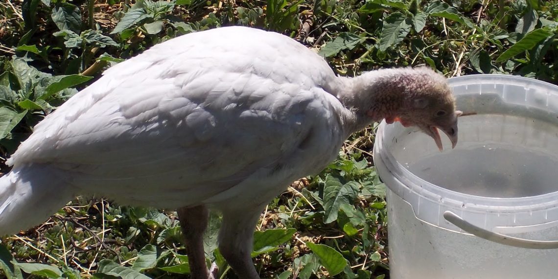 Поилки для индюков