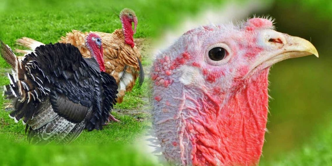 Средний вес индюка