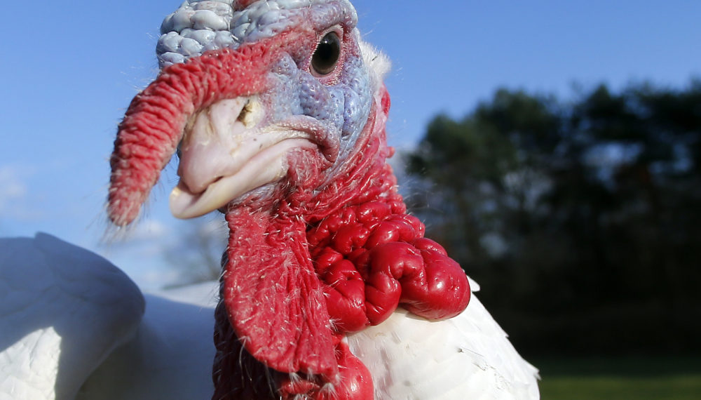 Почему индюки чешут голову?