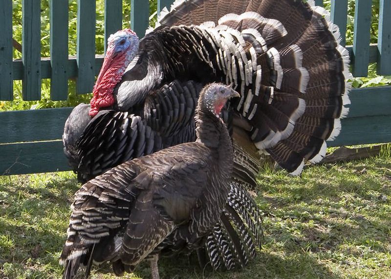 У индюка зоб наполнен жидкостью. Что делать?