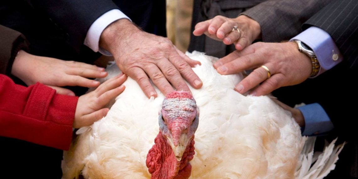 Самый большой индюк в мире