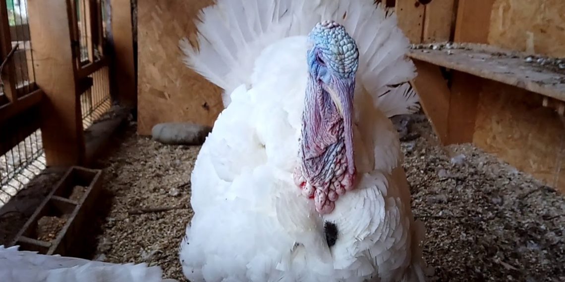 Почему индюки чешут голову?