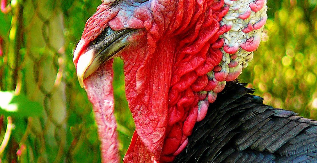 Сопли у индюка