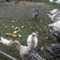Уход за индюками в домашних условиях