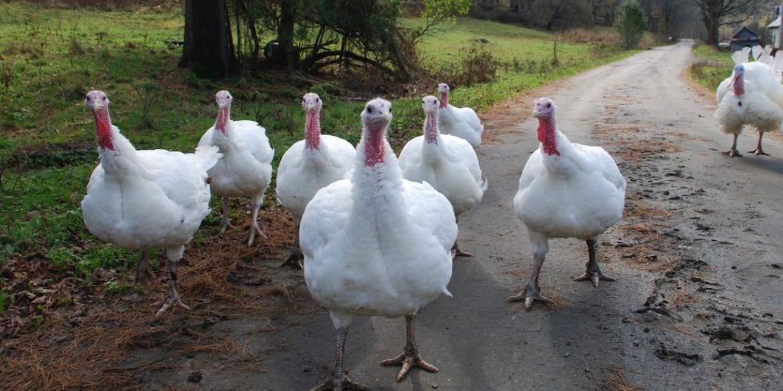 Лучшие породы индюков
