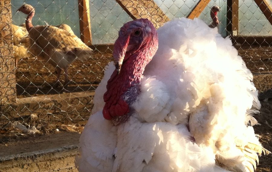 Сколько стоит индюк?