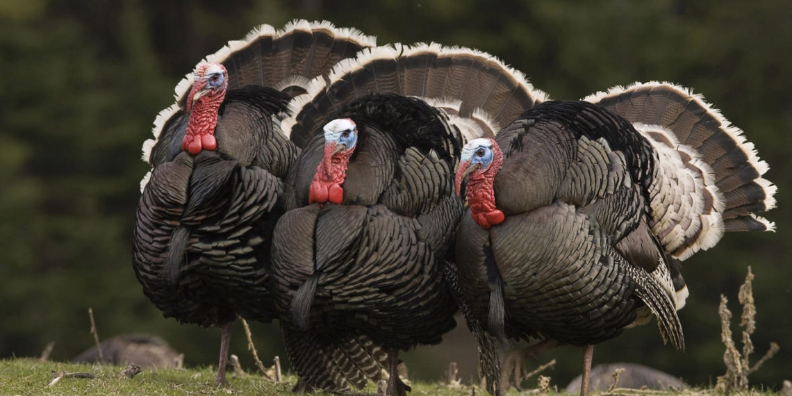 Сколько весит индюк?