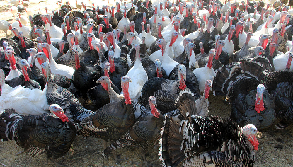 Стадо индюков