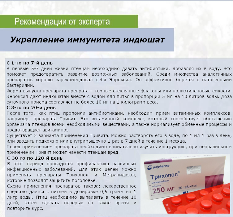 Метронидазол таблетки 500 мг для индюшат. Схема пропойки индюков метронидазолом. Метронидазол индюкам дозировка. Метронидазол для бройлерных индюков. Для профилактики можно антибиотики