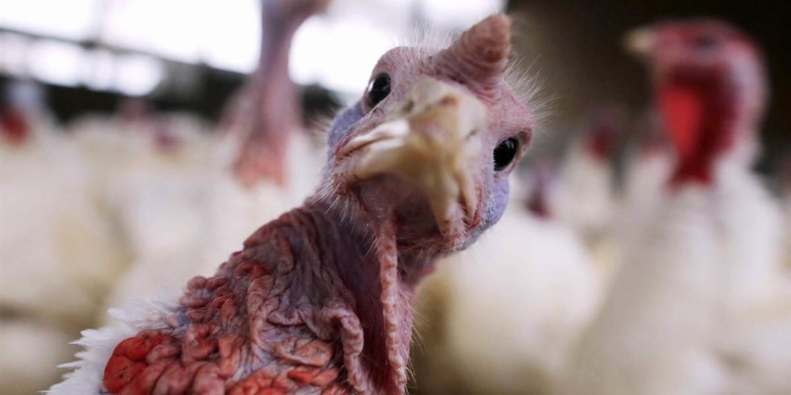 Ферма индюков