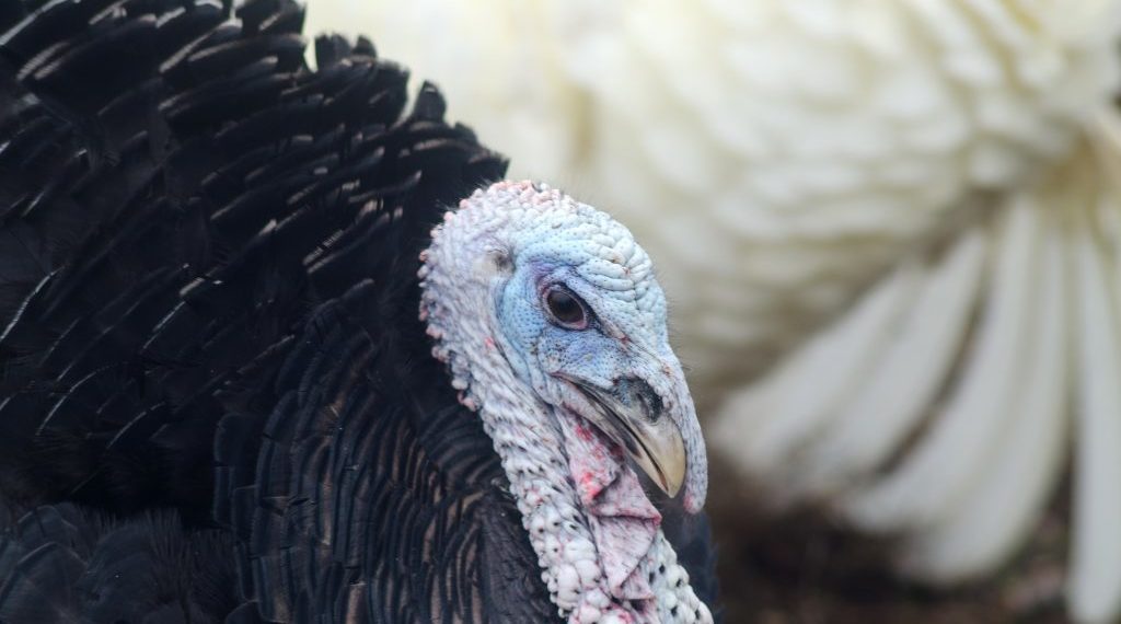 Оспа у индюков