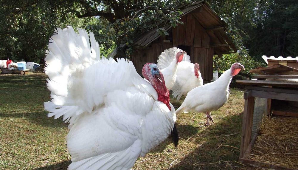 Какой вес бройлерного индюка?