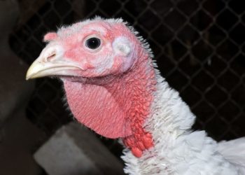 Почему у индюков опухают ноги?