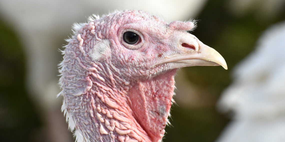 Почему у индюков выворачивает ноги?