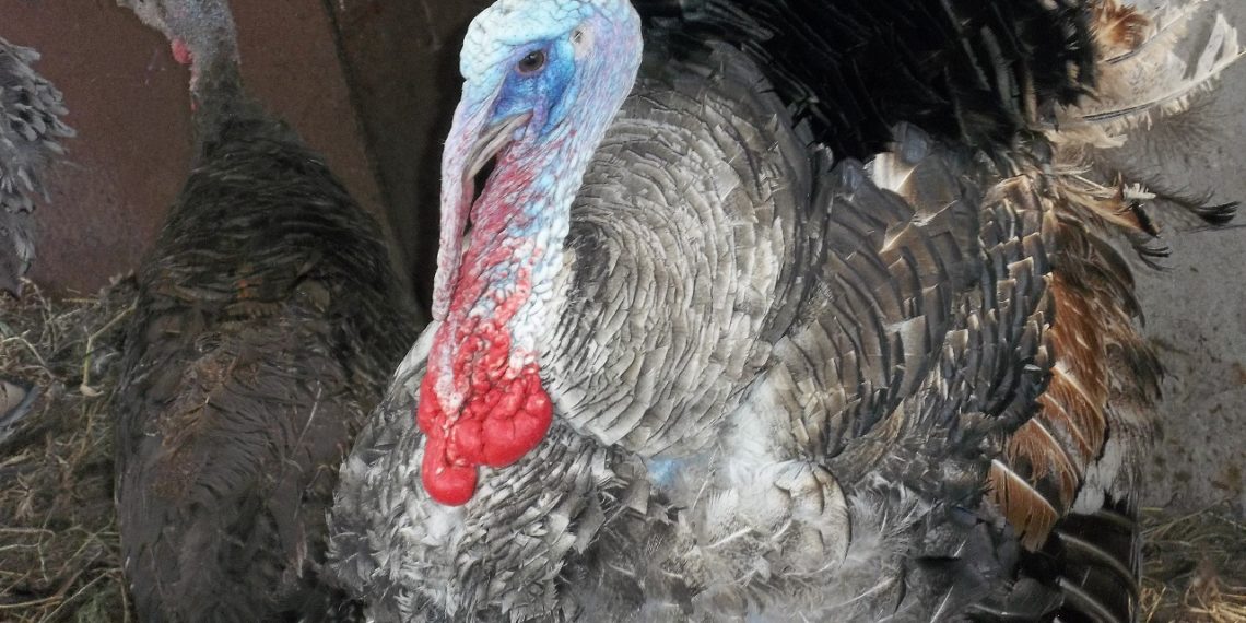 Почему индюки выщипывают друг у друга перья?
