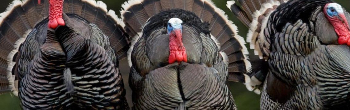 Индюки падают на ноги