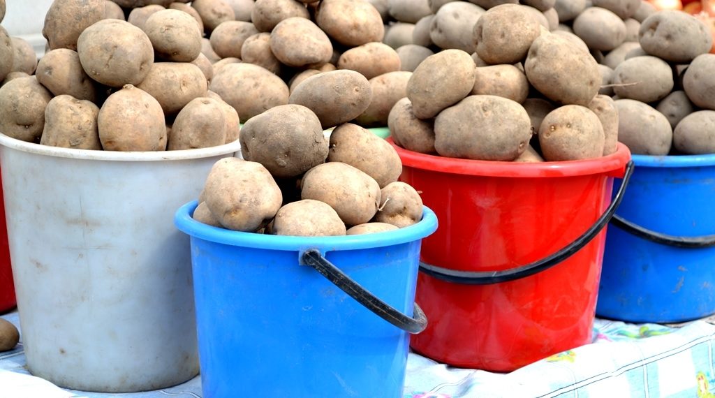 Можно ли кормить индюков картошкой?