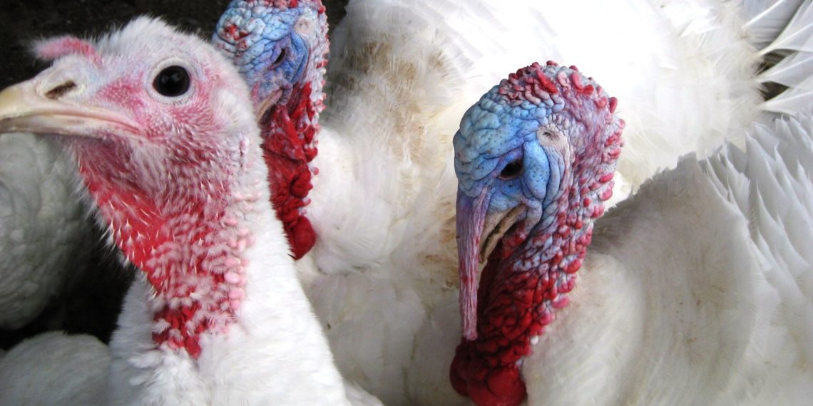 Опухоль у глаз у индюков