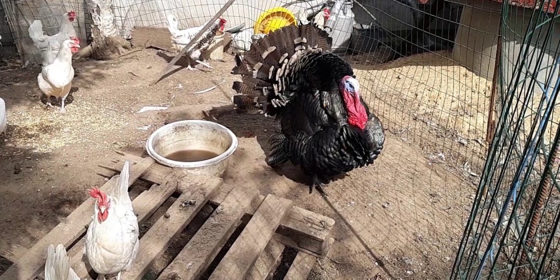 Почему индюки выщипывают друг у друга перья?