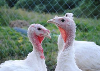 Почему у индюка печень зеленая?