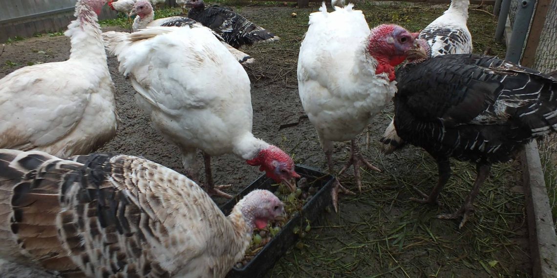 Можно ли кормить индюков картошкой?