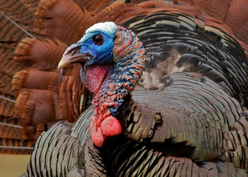 Домашние индюки