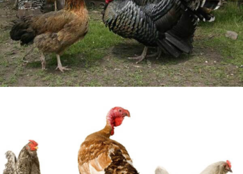 Гибрид курицы и индюка