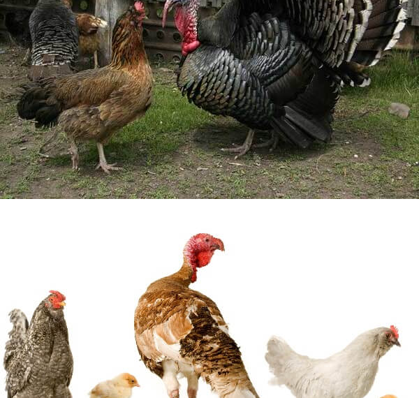Гибрид курицы и индюка