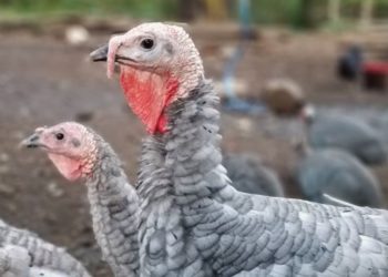 Глисты у индюков