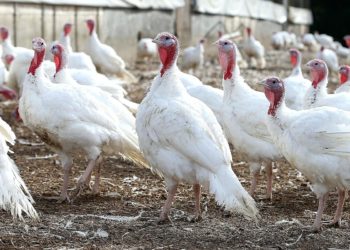 Индюки чихают. Чем лечить?