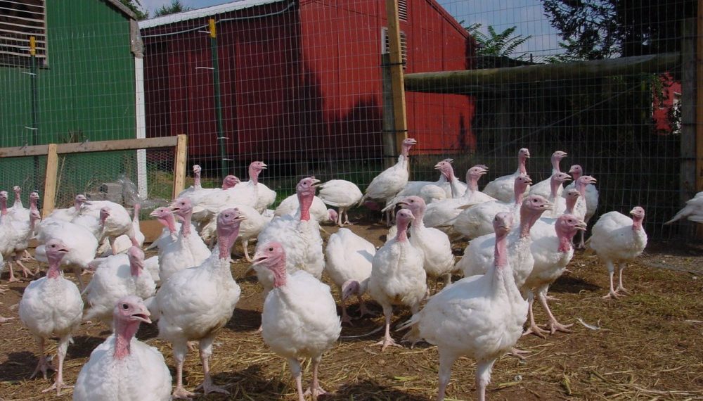 Выращивание индюков на мясо в домашних условиях